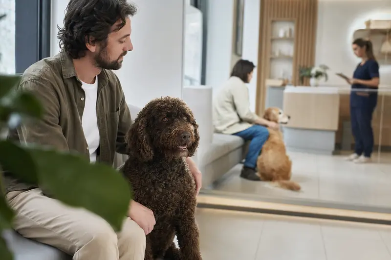 Irischer Wasserspaniel sitzt ruhig neben seinem Besitzer im hellen Wartezimmer einer modernen Tierarztpraxis.